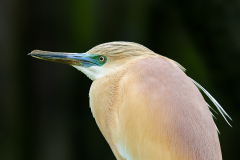 Le Bourhis Josette, Crabier chevelu, couleur ,  animalier