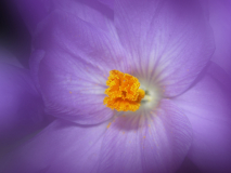 Le Bourhis Josette, crocus, couleur ,  proxy