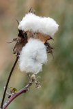 Le_Bourhis_Josette-fleur-de-coton