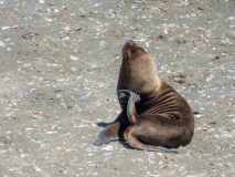 Le Bourhis Josette, lion de mer, couleur, animalier