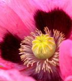 Le Bourhis Josette, Pavot, couleur ,  proxy