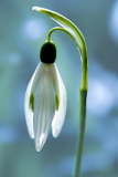 Le Bourhis Josette, perce neige, couleur, proxy