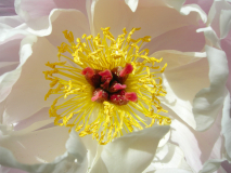 Le Bourhis Josette, Pivoine de Chine, couleur ,  proxy