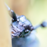 Lever Françoise, Lever_Francoise_2_Helloooo, couleur, macrophotographie