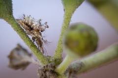 Lever Françoise, larve de chrysope 1, couleur, macrophotographie