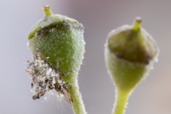 Lever Françoise, larve de chrysope 2, couleur, macrophotographie