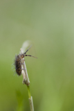Lever Françoise, orchesella villosa 1, couleur, macrophotographie