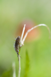 Lever Françoise, orchesella villosa 2, couleur, macrophotographie