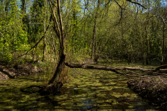 Lorre-Arnaud-_Bayou-Noisy_1