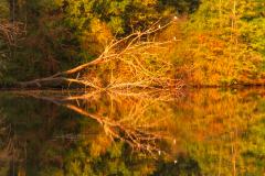 LORRE Arnaud, Reflets, couleur, nature