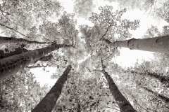 LORRE Arnaud, Perspective, monochrome, nature