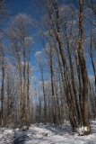 LORRE Arnaud, Neige _ 1, couleur, nature