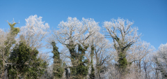 LORRE Arnaud, Neige _ 3, couleur, nature