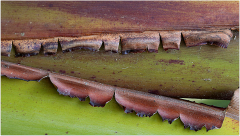 PARENT Benoit, machoire végétale, couleur, proxy