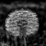 PARENT_Benoit-pissenlit-nb
