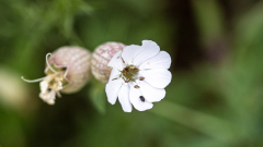 PARENT Benoit, petit coleoptere sur silene, couleur, nature
