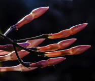 PARENT_Benoit_Lilas
