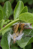 PARENT Benoit, chenilles hyponomeutes 02, couleur, nature