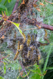 PARENT Benoit, chenilles hyponomeutes 01, couleur, nature