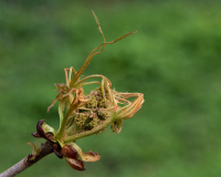 PARENT Benoit, l'éclosion, couleur, proxy