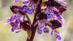 PARENT Benoit, fleurs d'orchidée, couleur, nature