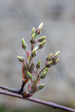 PARENT Benoit, bourgeons de printemps, couleur, proxy