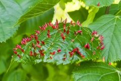 PARENT Benoit, galles rouges, couleur ,  animalier