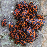 PARENT Benoit, gendarmes en groupe, couleur, proxy