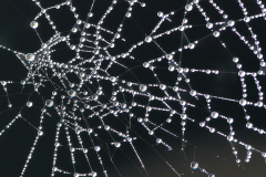 PARENT Benoit, gouttes sur toile, monochrome, proxy