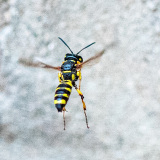 PARENT Benoît, petite guêpe en vol, couleur ,  animalier