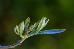 PARENT_Benoit_jeunes-feuilles-dolivier