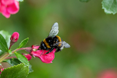 PARENT Benoit, parasites du bourdon, couleur, nature