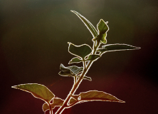 PARENT Benoit, contrejour végétal, couleur, nature
