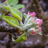 PARENT_Benoit_pommier-en-fleurs