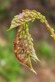 PARENT Benoit, troupeau de pucerons, couleur ,  animalier