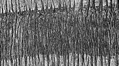 PARENT Benoit, tronc de palmier, monochrome, proxy