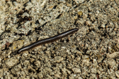 PARENT Benoit, Ver 01, couleur, proxy