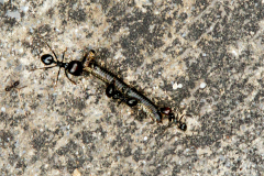 PARENT Benoit, Ver 02, couleur, proxy