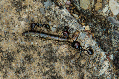 PARENT Benoit, Ver 03, couleur, proxy