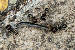 PARENT Benoit, Ver 04, couleur, proxy