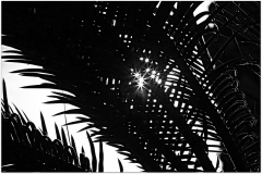 PARENT Benoit, feuillage, monochrome, nature