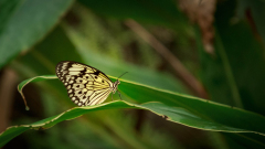 AMOZOQUENO Camilo, Papillon, couleur ,  proxy