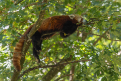 CAILLIEZ_Didier, Panda-roux, couleur, nature