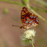 CAILLIEZ_Didier, Petit-nacré, couleur, nature