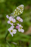 CAILLIEZ_Didier, Aurore-de-Provence, couleur, animalier