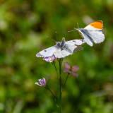 CAILLIEZ_Didier, C'est-le-printemps, couleur, proxy