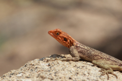 REMOADI_Albert_Agama-planiceps