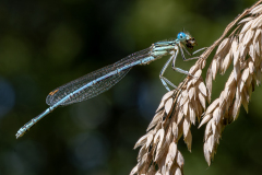 REMOADI Albert, Agrion à larges pattes, couleur, proxy