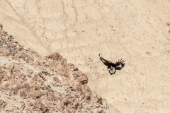 REMOADI Albert, Aigle royaL, couleur ,  animalier