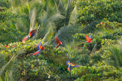 REMOADI Albert, Au-dessus-de-la-canopee, couleur, nature